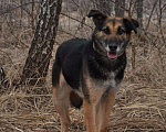 Собаки в Ногинске: Астор - небольшой пёсик ждет свою семью в приюте Мальчик, Бесплатно - фото 2