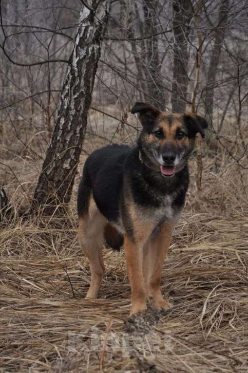 Собаки в Ногинске: Астор - небольшой пёсик ждет свою семью в приюте Мальчик, Бесплатно - фото 2
