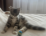 Кошки в Москве: Котенок - девочка в добрые руки Девочка, Бесплатно - фото 2