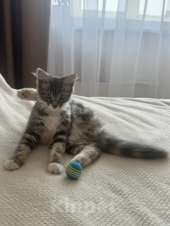 Кошки в Москве: Котенок - девочка в добрые руки Девочка, Бесплатно - фото 2