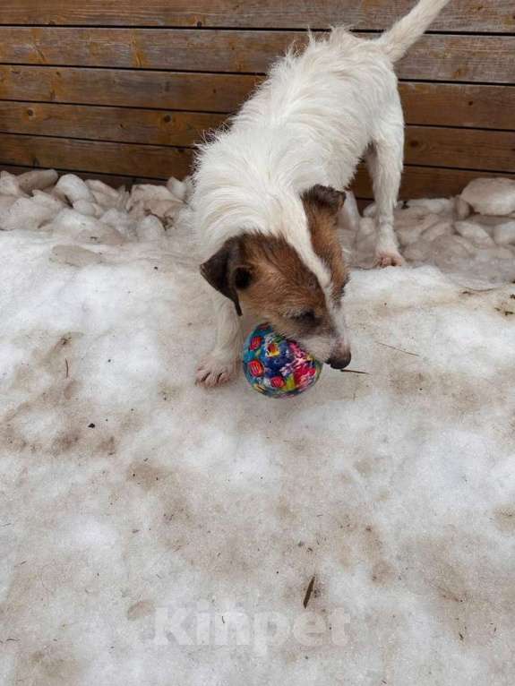 Собаки в Санкт-Петербурге: Милашка джек-рассел-терьер ищет дом Мальчик, Бесплатно - фото 4