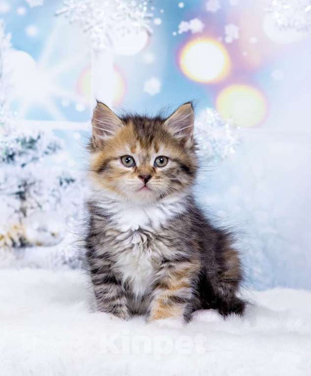 Кошки в Москве: Девочка Эмбер Девочка, 50 000 руб. - фото 1