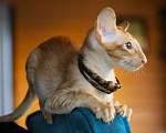 Кошки в Подольске: Котята Ориенталы Мальчик, Бесплатно - фото 7