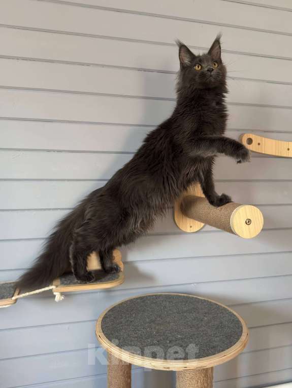 Кошки в Москве: Мейн-кун котёнок Девочка, 35 000 руб. - фото 5