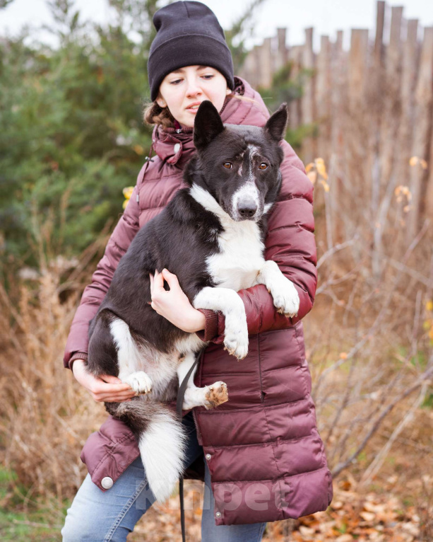 Собаки в Москве: Собака в добрые руки. Метис корги Мальчик, Бесплатно - фото 1