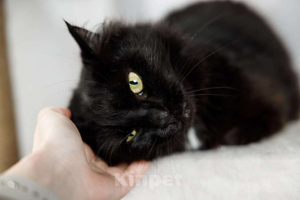 Кошки в Москве: Пушистая кошка в добрые руки Девочка, 15 руб. - фото 3