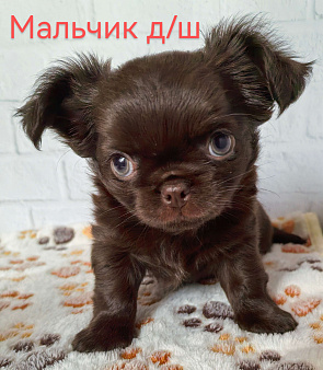 Шоколадный малыш