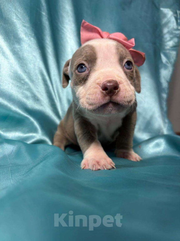 Собаки в Москве: Американский булли щенок Девочка, 100 000 руб. - фото 1