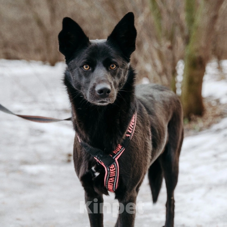 Собаки в Москве: Вупи ищет дом Девочка, Бесплатно - фото 6