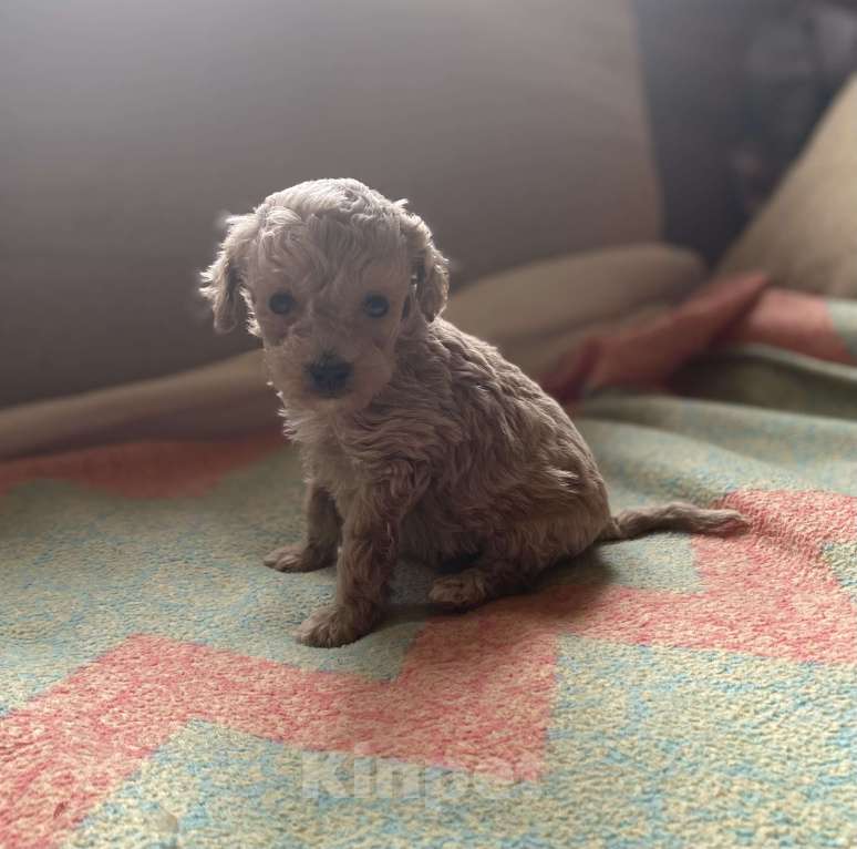 Собаки в Санкт-Петербурге: Очаровательная девочка той пуделя Девочка, Бесплатно - фото 8