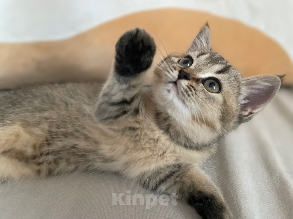 Кошки в Славянске-На-Кубани: Шотландская кошечка окраса золотая шиншилла Девочка, 10 000 руб. - фото 5