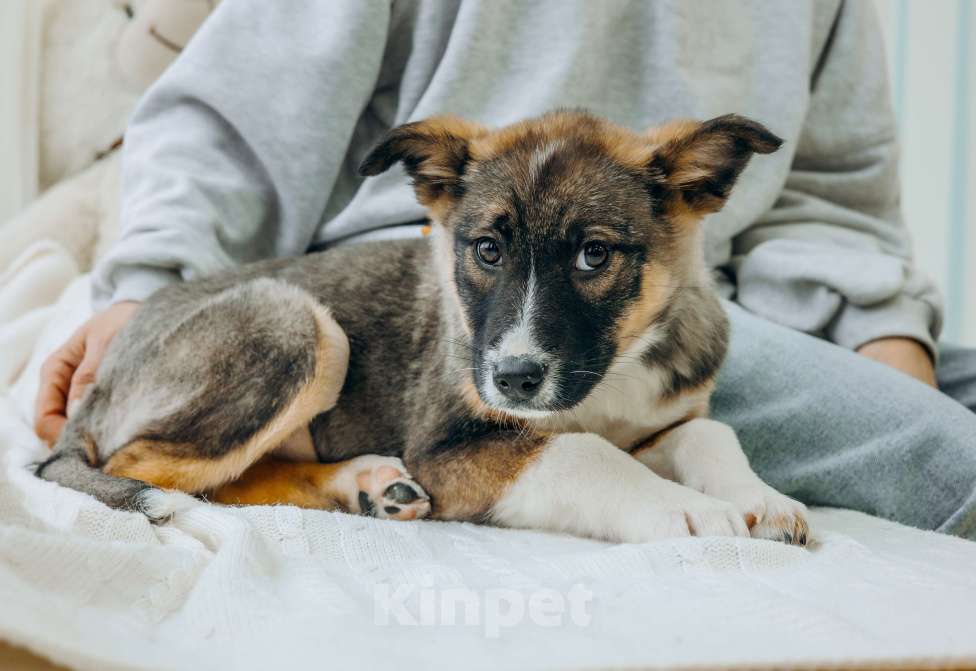 Собаки в Москве: Щенки бесплатно в Москве Девочка, Бесплатно - фото 2