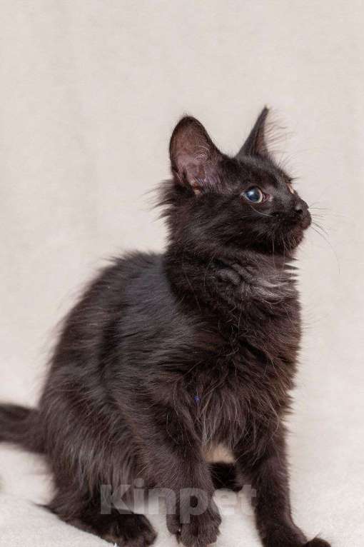 Кошки в Москве: Очень активный котенок ищет дом Мальчик, Бесплатно - фото 3