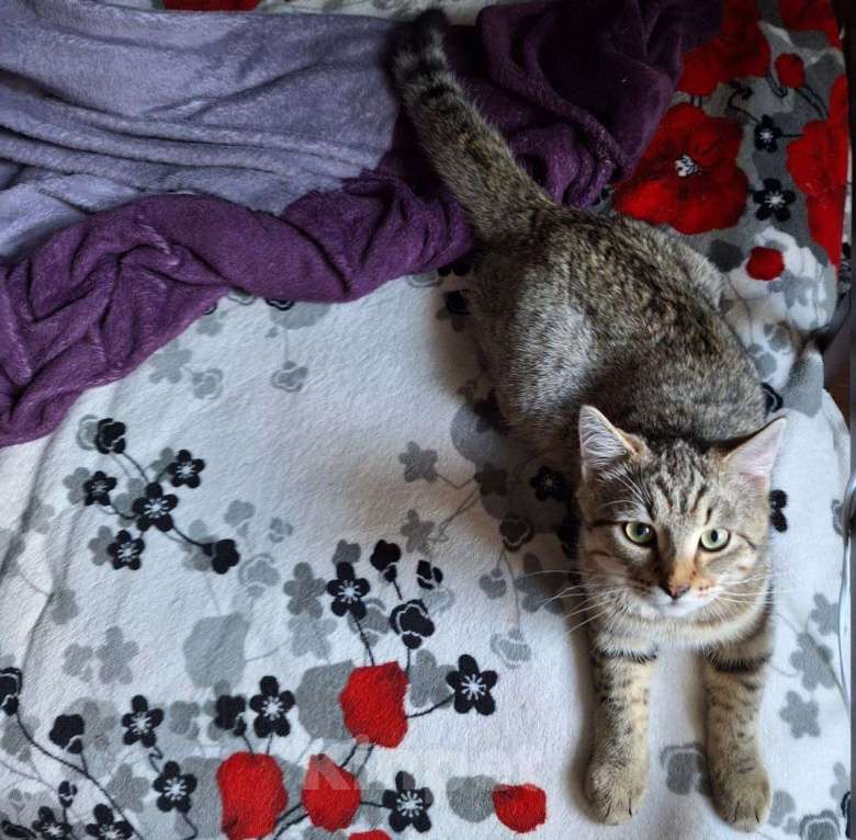 Кошки в Липецке: Плюшевый Кузя) Мальчик, Бесплатно - фото 4