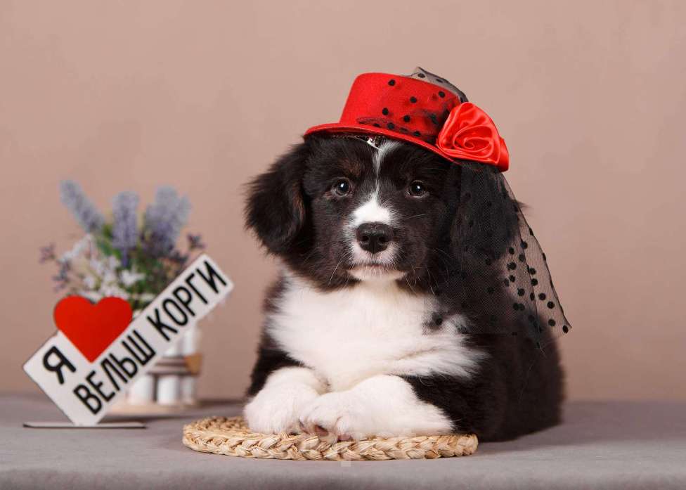 Собаки в других городах Ленинградской области: Мягонькая и красивая девочка вельш корги кардиган ФЛАФФИ Девочка, 49 000 руб. - фото 1