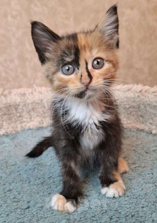 Кошки в Москве: Трехцветный котёнок в добрые руки  Девочка, Бесплатно - фото 6