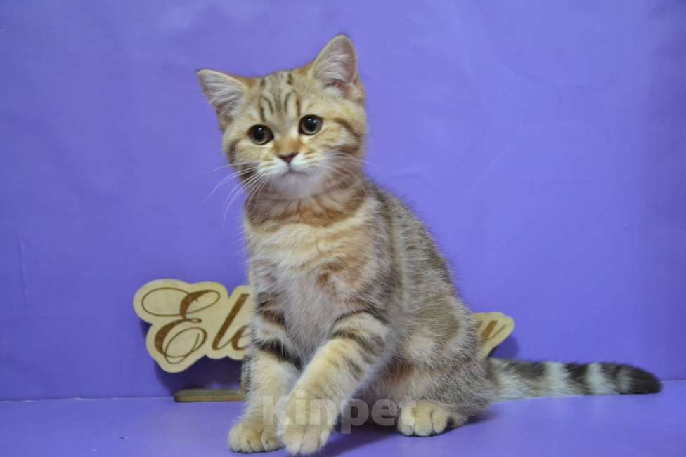 Кошки в Москве: Мраморный страйт Мальчик, 40 000 руб. - фото 4