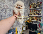 Собаки в Москве: Маленькая девочка померанского шпица РКФ Девочка, Бесплатно - фото 1