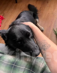 Собаки в Новосибирске: Пират ищет дом! Мальчик, Бесплатно - фото 2