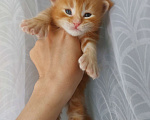 Кошки в Щелково: Мальчик мейн-кун полидакт  Мальчик, 150 000 руб. - фото 3