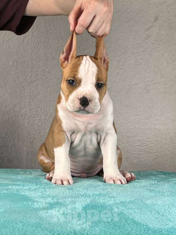 Собаки в Москве: Шикарный парень амстаффа Мальчик, 80 000 руб. - фото 2