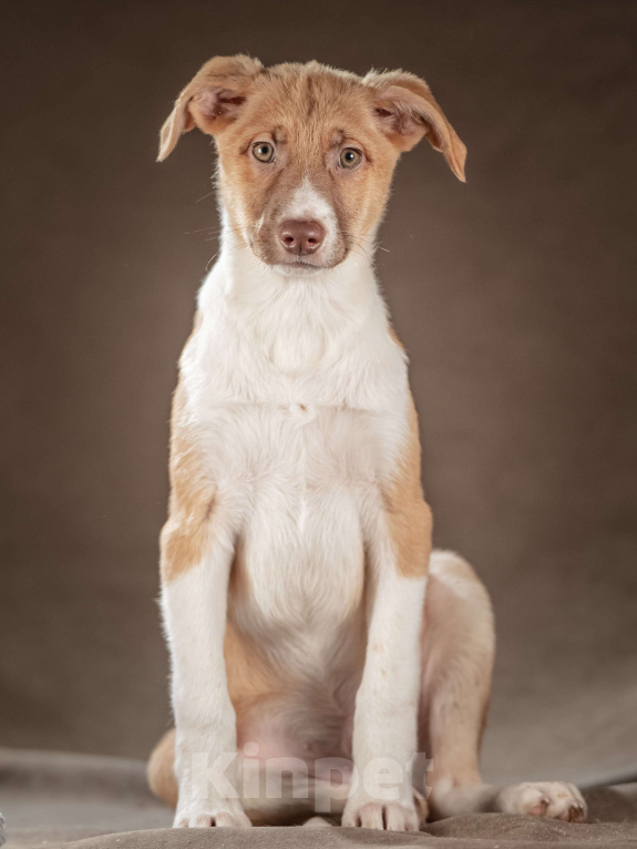 Собаки в Клине: Марсель — уравновешенный джентльмен, который хочет стать вашим достойным компаньоном Мальчик, Бесплатно - фото 2