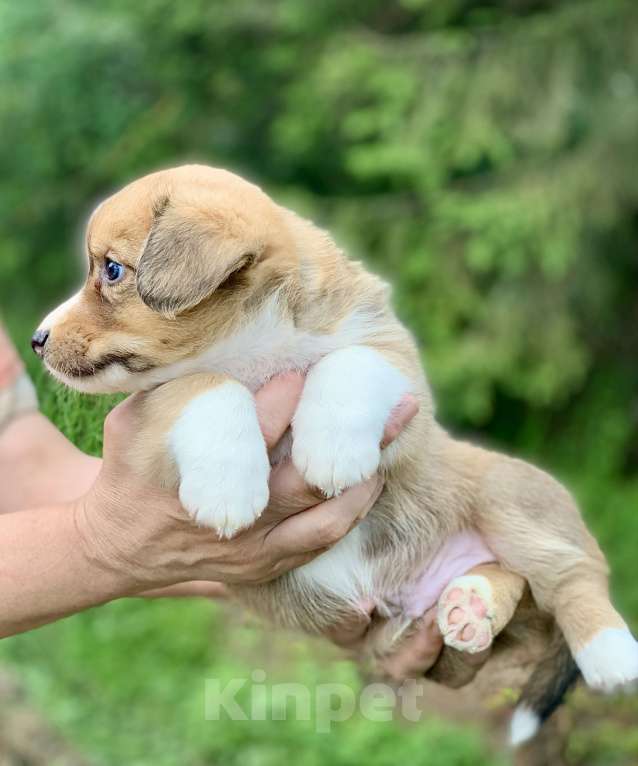 Собаки в Москве: Красивый рыже- белый мальчик корги Мальчик, 60 000 руб. - фото 10