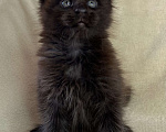 Кошки в Дмитрове: Черный солидный мальчик мейн кун Мальчик, 60 000 руб. - фото 2