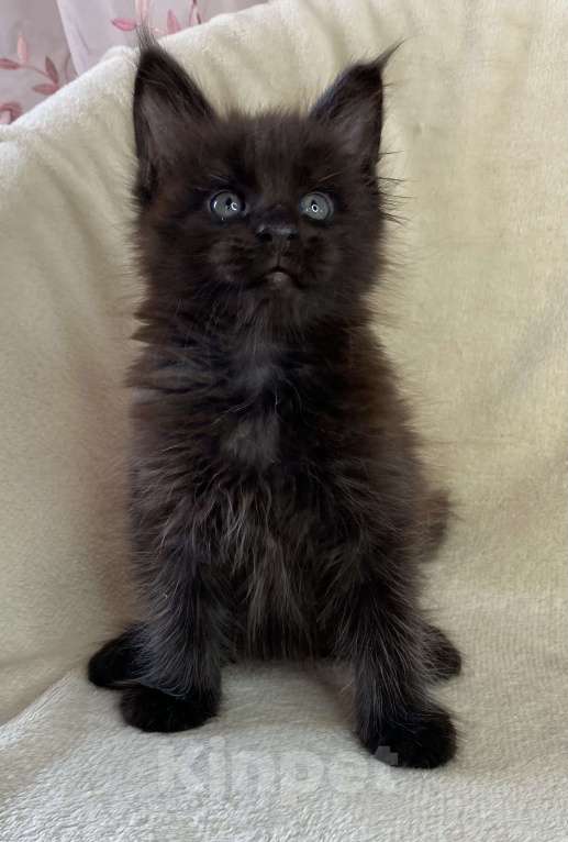 Кошки в Дмитрове: Черный солидный мальчик мейн кун Мальчик, 60 000 руб. - фото 2