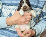Собаки в Переславле-Залесском: Английского кокера щенок Девочка, Бесплатно - фото 3
