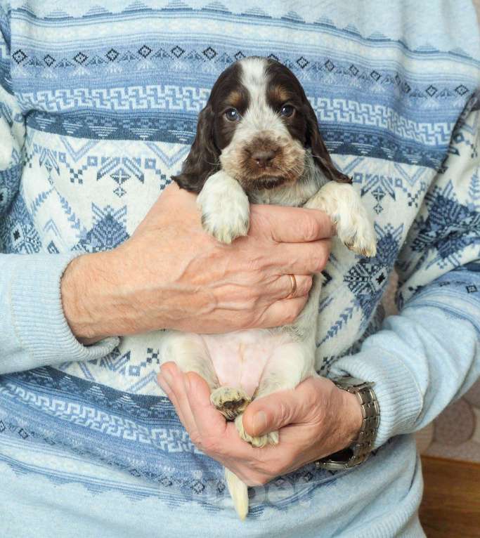 Собаки в Переславле-Залесском: Английского кокера щенок Девочка, Бесплатно - фото 3