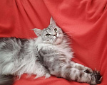 Кошки в Лысково: Котята Мейн-куна, 6 000 руб. - фото 8