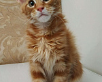 Кошки в Ливны: Мейн Кун котята, 40 000 руб. - фото 1