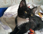 Кошки в Гагарине: Котенок мальчик ищет дом Мальчик, Бесплатно - фото 1