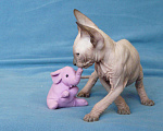 Кошки в Усинске: котята породы Донской сфинкс, 10 000 руб. - фото 3