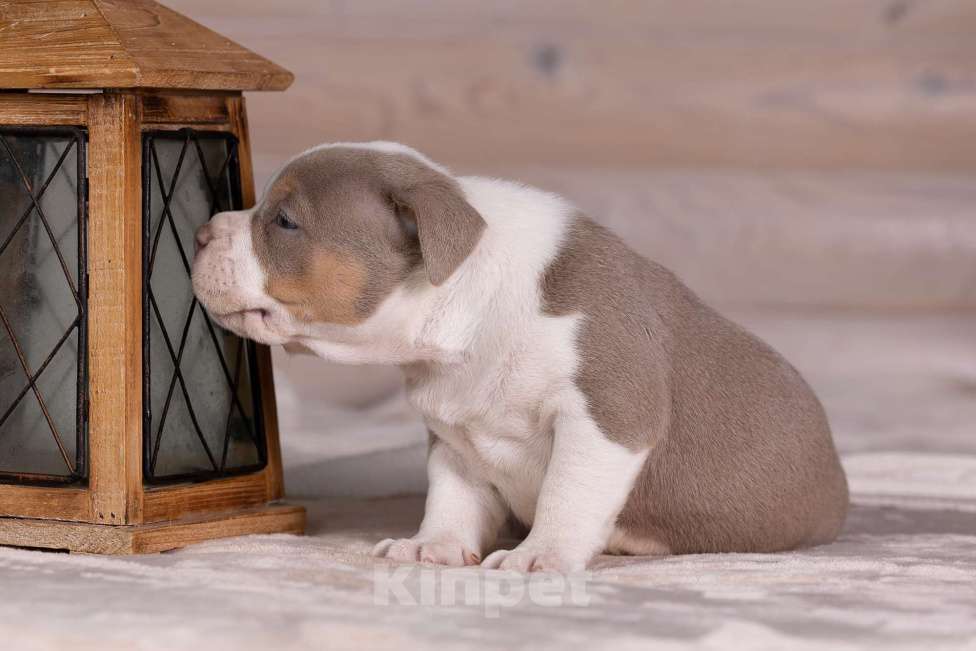 Собаки в Королеве: Американский булли стандарт Девочка, 300 000 руб. - фото 8