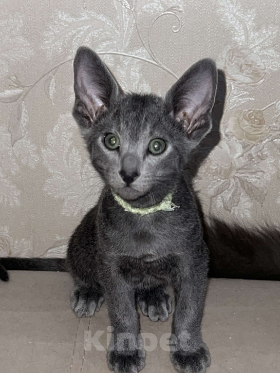 Кошки в Москве: Ориентальный мальчик  Мальчик, 60 000 руб. - фото 2