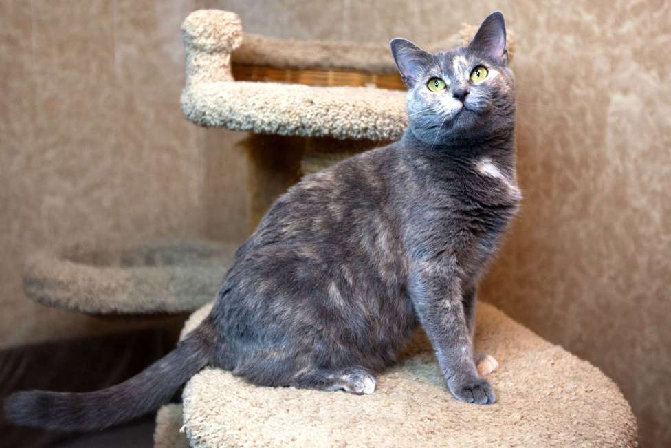 Кошки в Москве: Севара едет на выставку-пристройство WOOF в Москву  Девочка, Бесплатно - фото 4