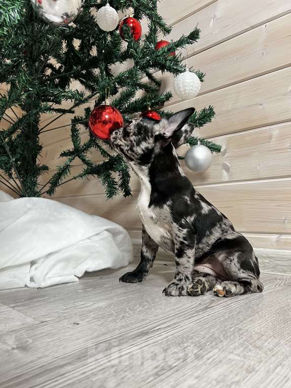 Собаки в других городах Московской области: Французский бульдог дарк мерле Девочка, 50 000 руб. - фото 4