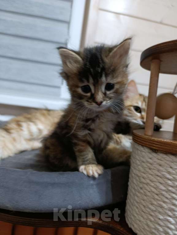 Кошки в Красногорске: Предлагаются к брони шикарные котята курильского бобтейла Мальчик, 60 000 руб. - фото 3