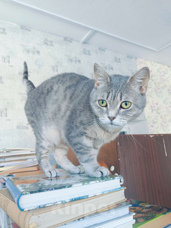 Кошки в Москве: Ласковая кошечка в добрые руки Девочка, Бесплатно - фото 5