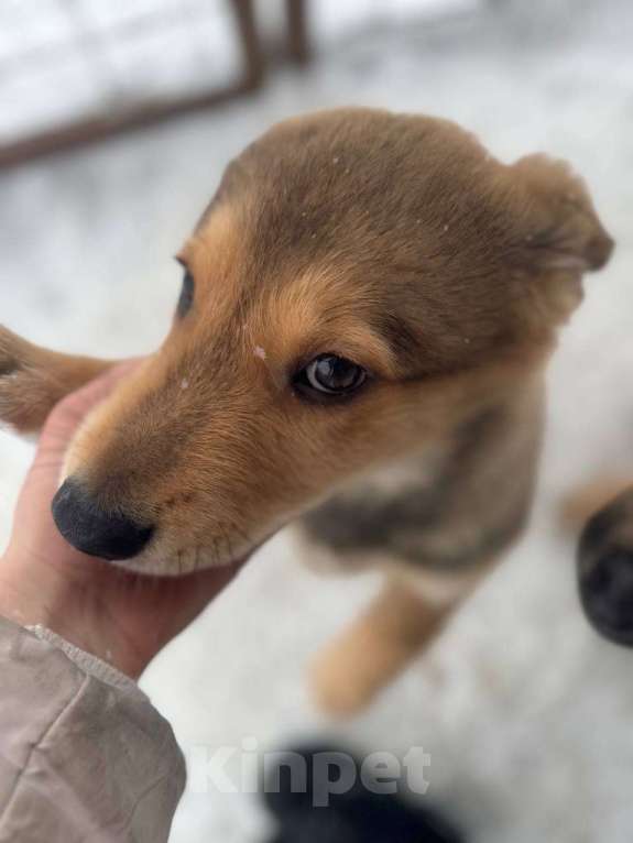 Собаки в других городах Ленинградской области: Мишка и Тотошка Мальчик, Бесплатно - фото 6