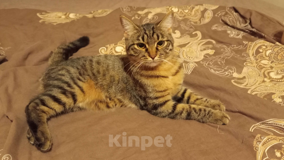 Кошки в Королеве: маленькая Йямся ищет своего человека Девочка, Бесплатно - фото 2