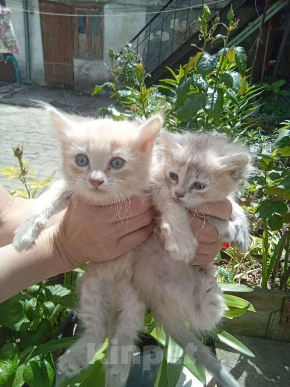 Кошки в Симферополе: отдам котиков в добрые руки Мальчик, Бесплатно - фото 1