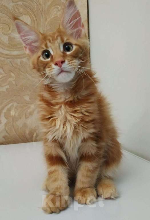 Кошки в Ливны: Мейн Кун котята, 40 000 руб. - фото 1