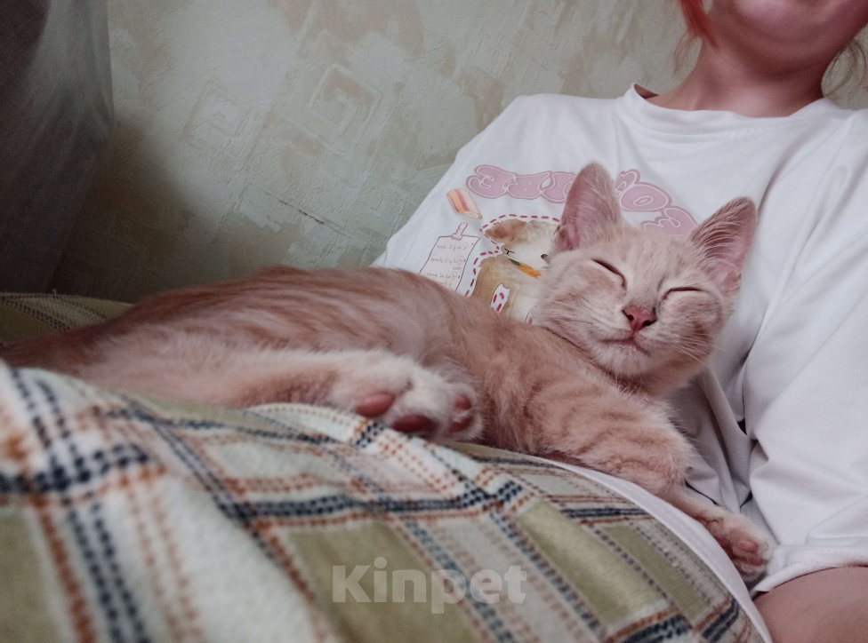 Кошки в Самаре: Котенок в добрые руки Мальчик, Бесплатно - фото 4