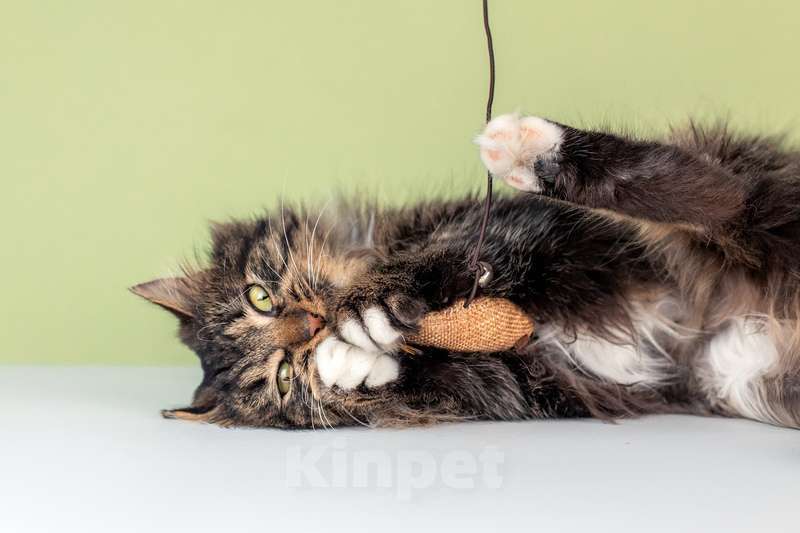 Кошки в Москве: Молодая сибирская кошка Фасолька в добрые руки Девочка, Бесплатно - фото 4