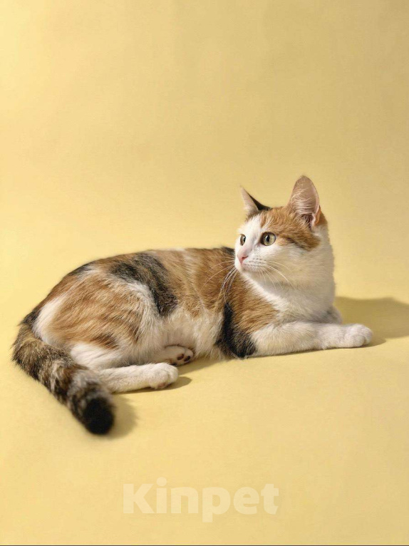 Кошки в Москве: Дофаминка мечтает о доме Девочка, Бесплатно - фото 1