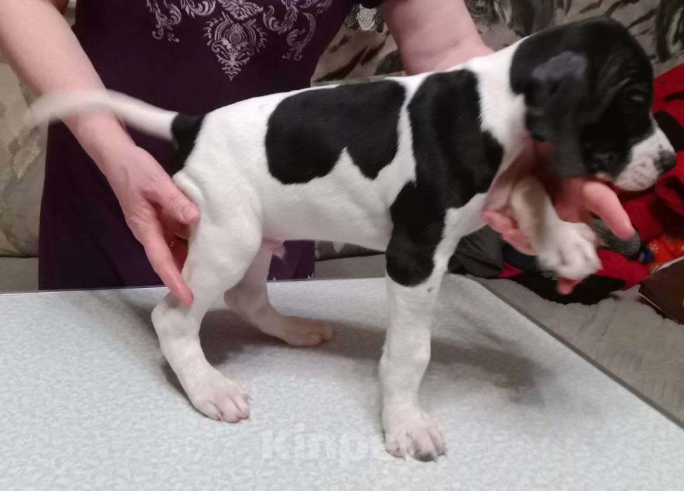 Собаки в Белгороде: Продаю щенков Английского пойнтера Мальчик, 30 000 руб. - фото 3
