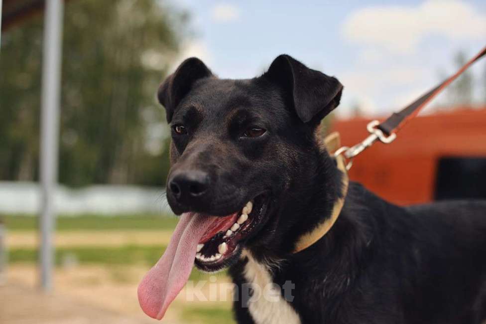 Собаки в Москве: Марвин Мальчик, Бесплатно - фото 5